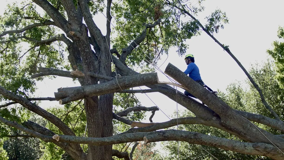 Professional Crown Thinning performed by certified arborists in Hickman
